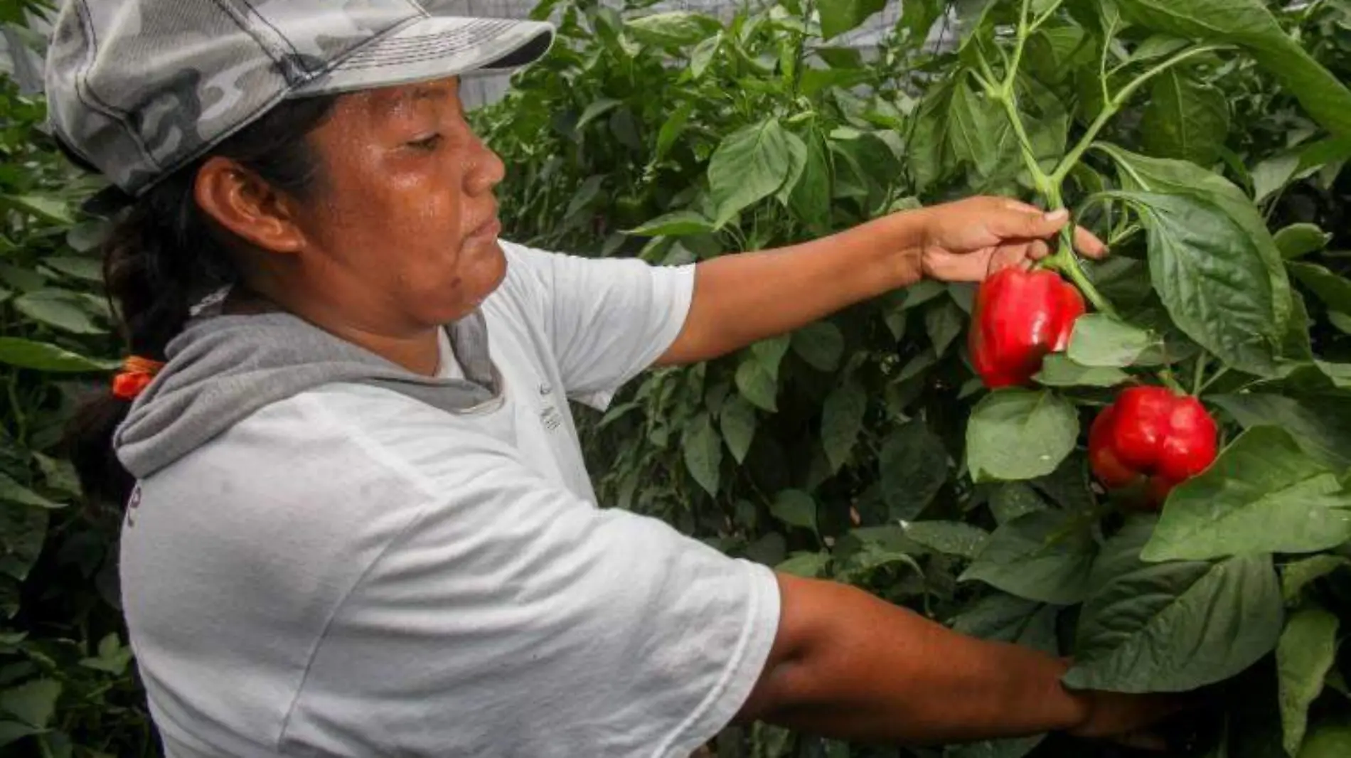 Agricultura del Futuro 